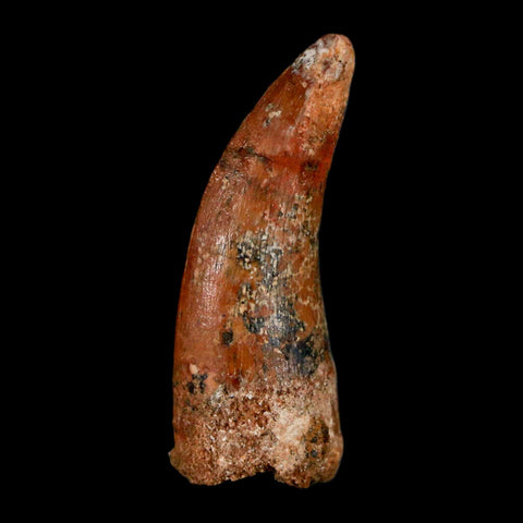 1.3" Carcharodontosaurus Fossil Tooth Cretaceous Dinosaur Morocco COA, Display - Fossil Age Minerals