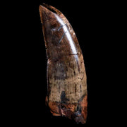 1.5" Tyrannosaur Fossil Premax Tooth Cretaceous Dinosaur Judith River FM MT COA