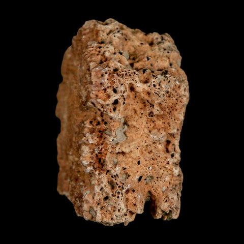 2.1" Glyptodon Fossil Osteoderm Scute Plate Bony Armor Pleistocene Uruguay COA