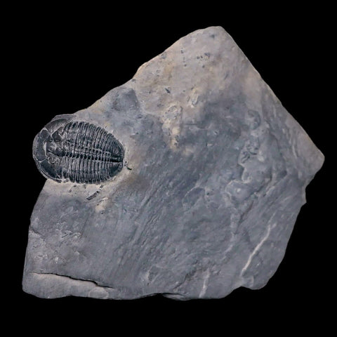 1" Elrathia Kingi Trilobite Fossil In Matrix House Range Utah Cambrian Age COA - Fossil Age Minerals