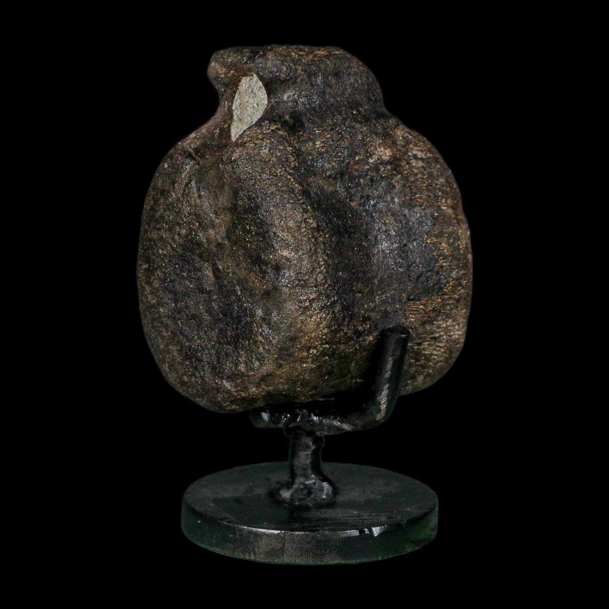2.6" Hypacrosaurus Dinosaur Fossil Vertebrae Bone Two Medicine FM MT COA Stand - Fossil Age Minerals