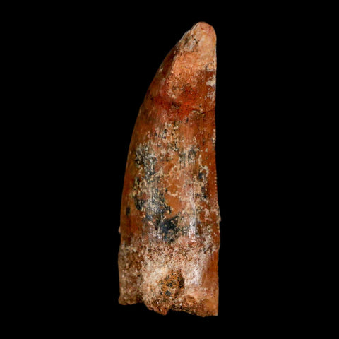 1.3" Carcharodontosaurus Fossil Tooth Cretaceous Dinosaur Morocco COA, Display - Fossil Age Minerals