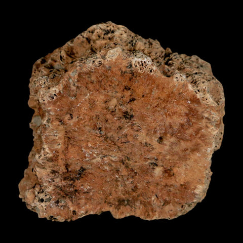 2.1" Glyptodon Fossil Osteoderm Scute Plate Bony Armor Pleistocene Uruguay COA