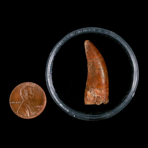 1.3" Carcharodontosaurus Fossil Tooth Cretaceous Dinosaur Morocco COA, Display - Fossil Age Minerals