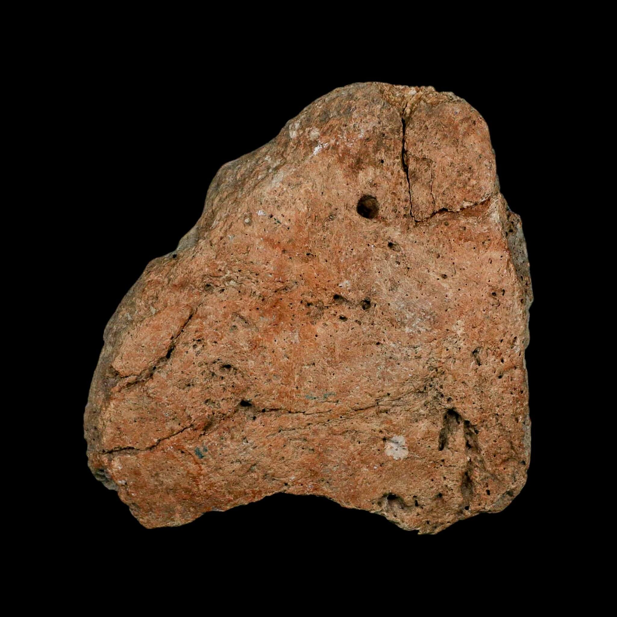 3.7" Columbian Mammoth Mammuthus Columbi Fossil Skull Section Pleistocene Age TX - Fossil Age Minerals