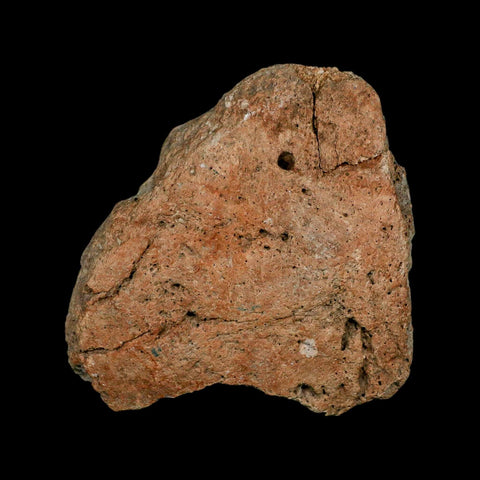 3.7" Columbian Mammoth Mammuthus Columbi Fossil Skull Section Pleistocene Age TX - Fossil Age Minerals