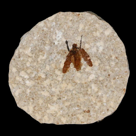 0.5" Detailed Fossil March Fly Insect Green River FM Uintah County UT Eocene Age