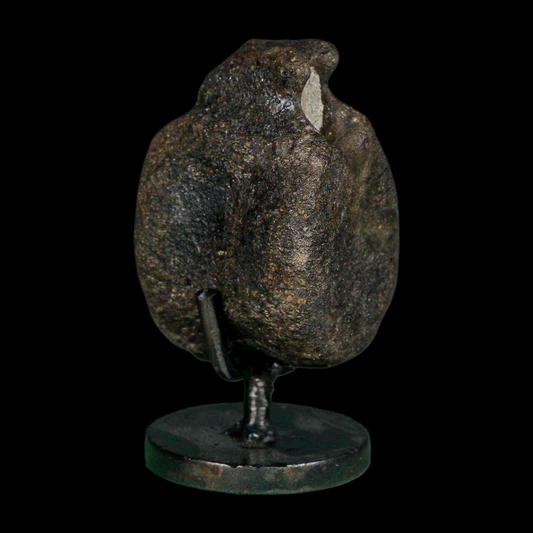 2.6" Hypacrosaurus Dinosaur Fossil Vertebrae Bone Two Medicine FM MT COA Stand - Fossil Age Minerals