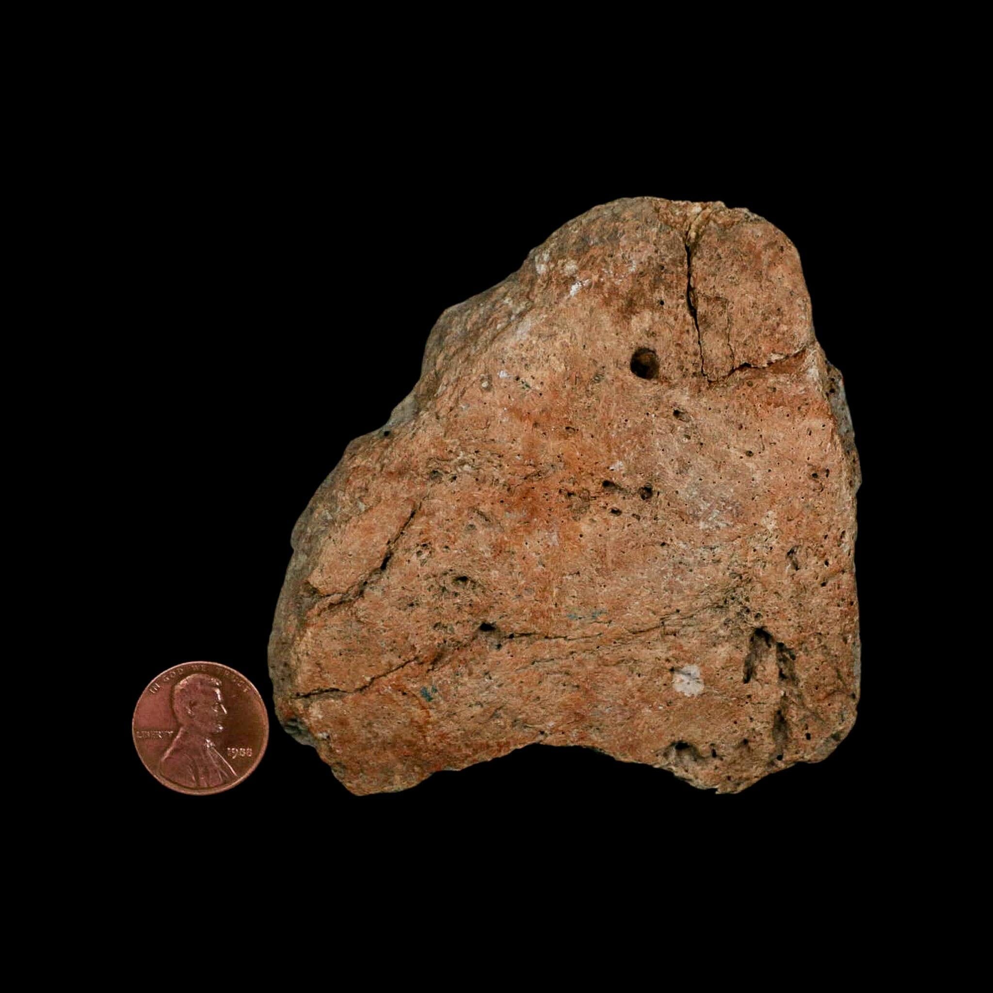3.7" Columbian Mammoth Mammuthus Columbi Fossil Skull Section Pleistocene Age TX - Fossil Age Minerals