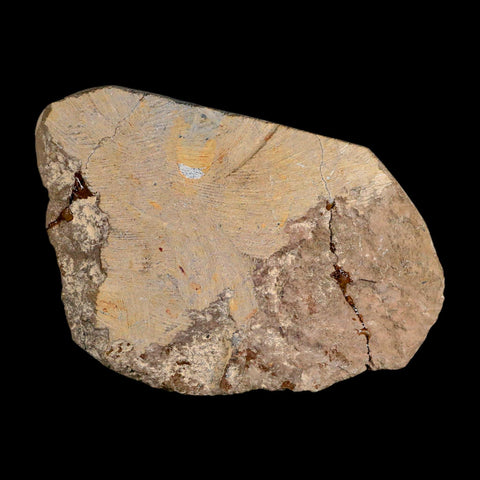 3.2" Crotalocephalus Gibbus Trilobite Fossil Morocco Devonian Age 400 Mil Yrs Old COA - Fossil Age Minerals