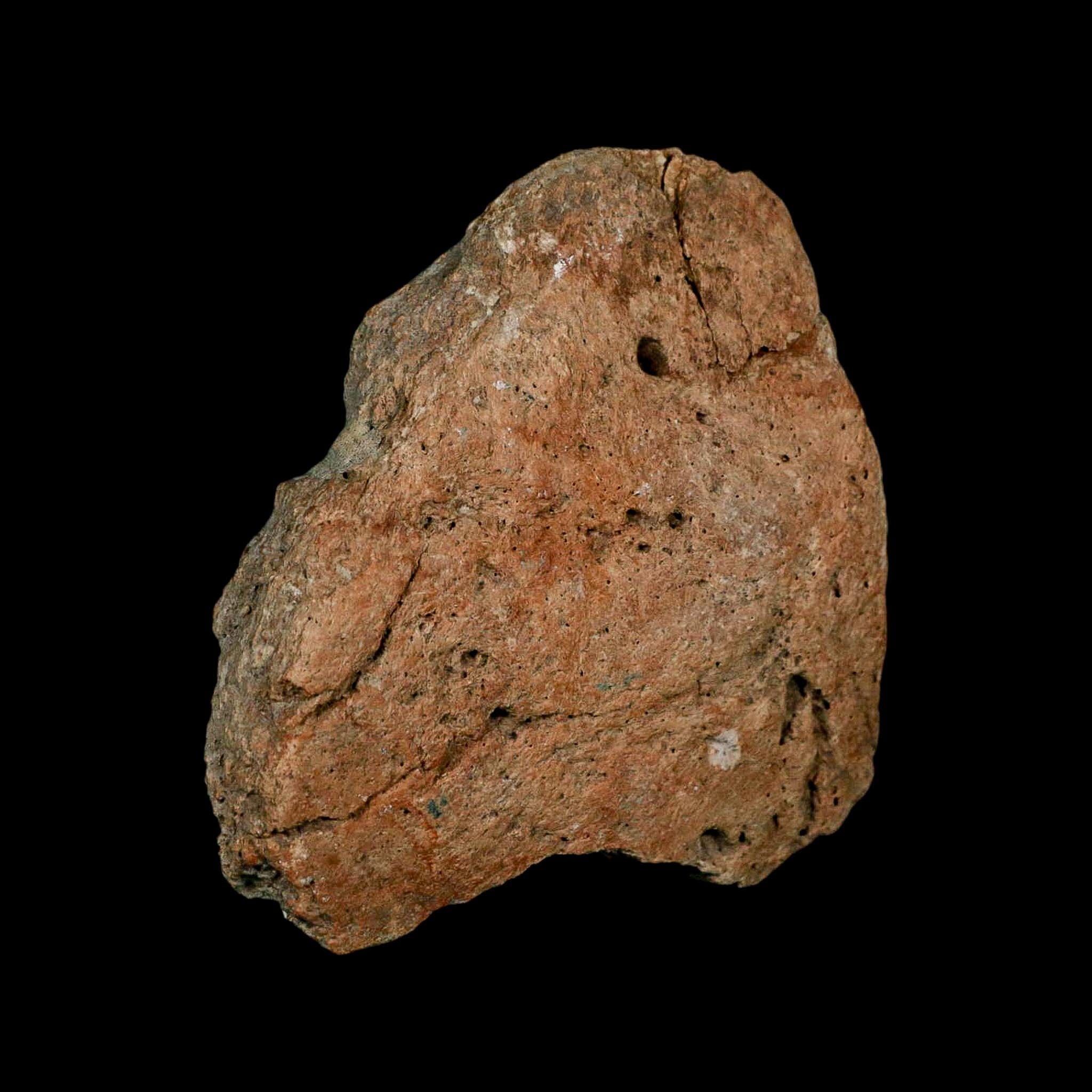 3.7" Columbian Mammoth Mammuthus Columbi Fossil Skull Section Pleistocene Age TX - Fossil Age Minerals