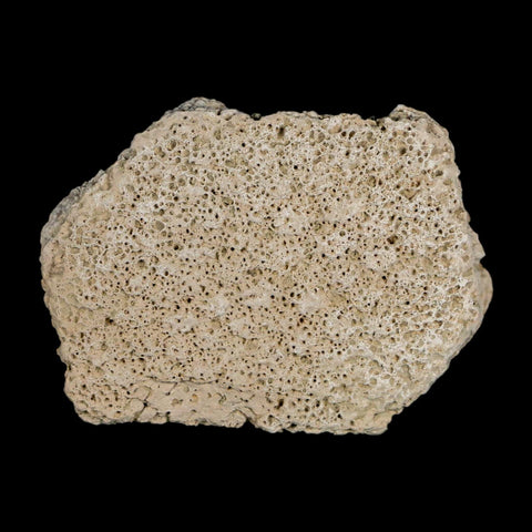 2.5" Glyptodon Fossil Osteoderm Scute Plate Bony Armor Pleistocene Uruguay COA