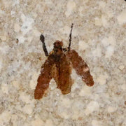 0.5" Detailed Fossil March Fly Insect Green River FM Uintah County UT Eocene Age