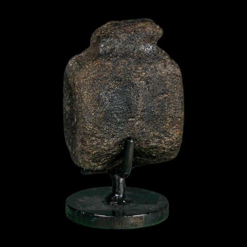 2.6" Hypacrosaurus Dinosaur Fossil Vertebrae Bone Two Medicine FM MT COA Stand