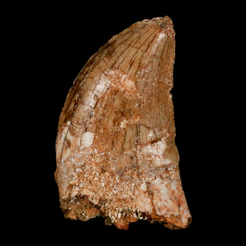 1.4" Carcharodontosaurus Fossil Tooth Cretaceous Dinosaur Morocco COA, Display - Fossil Age Minerals