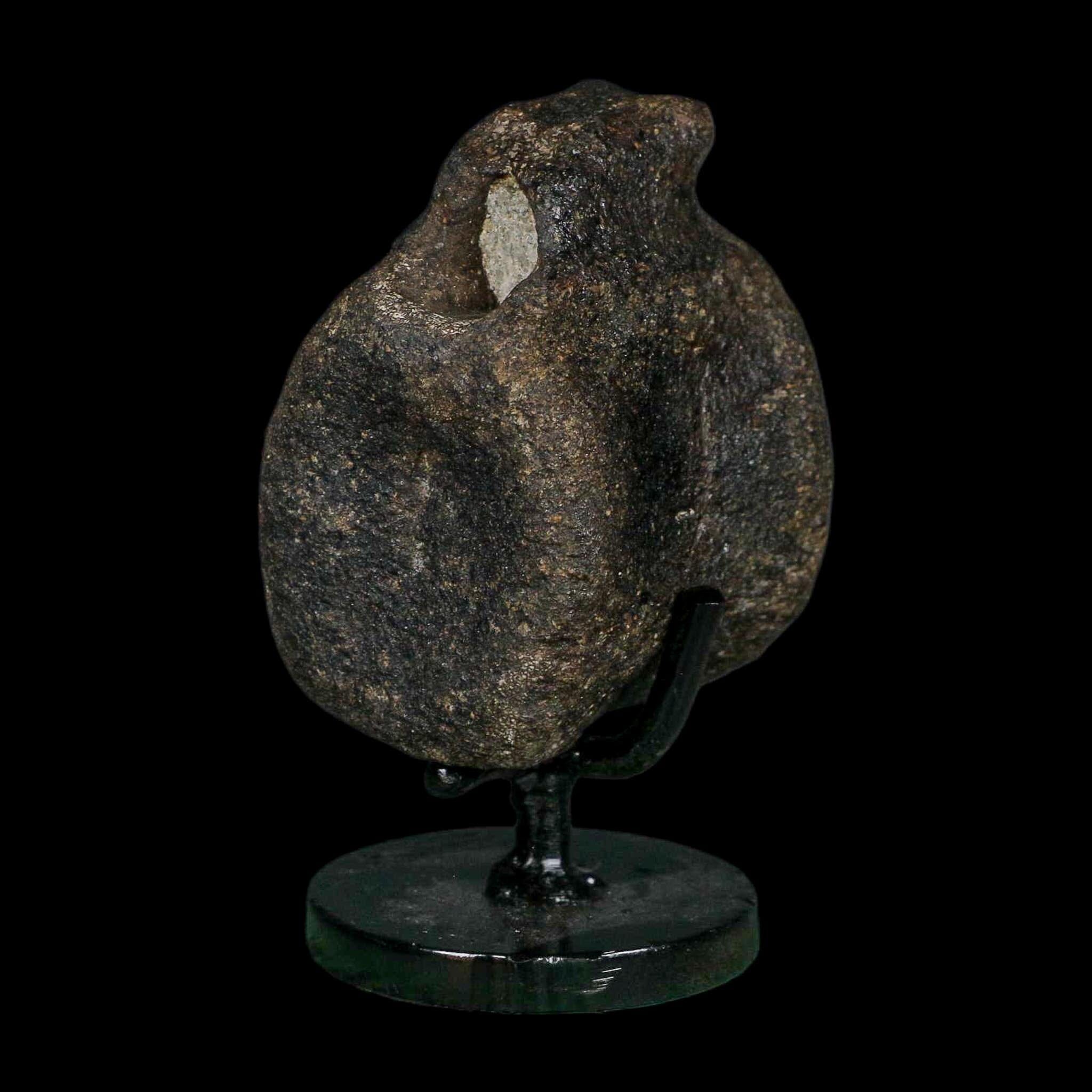 2.6" Hypacrosaurus Dinosaur Fossil Vertebrae Bone Two Medicine FM MT COA Stand - Fossil Age Minerals
