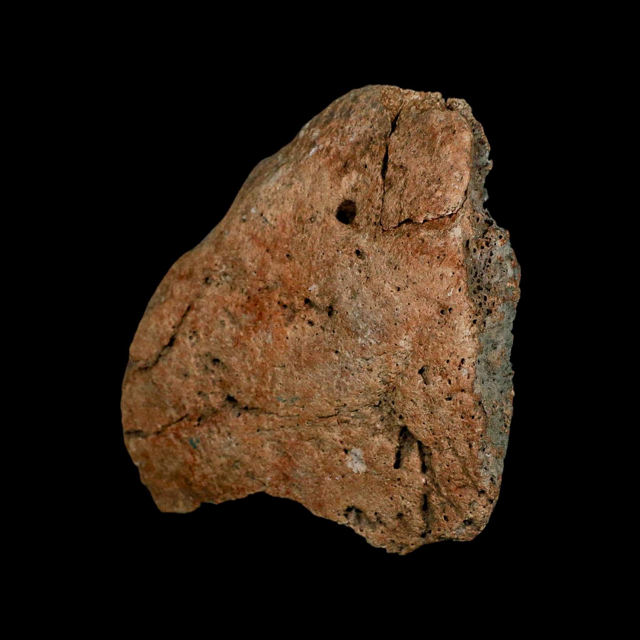 3.7" Columbian Mammoth Mammuthus Columbi Fossil Skull Section Pleistocene Age TX - Fossil Age Minerals