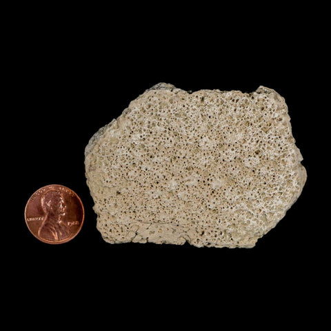 2.5" Glyptodon Fossil Osteoderm Scute Plate Bony Armor Pleistocene Uruguay COA