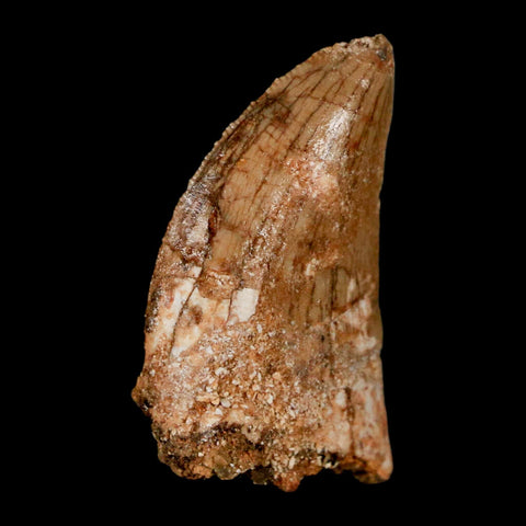 1.4" Carcharodontosaurus Fossil Tooth Cretaceous Dinosaur Morocco COA, Display - Fossil Age Minerals
