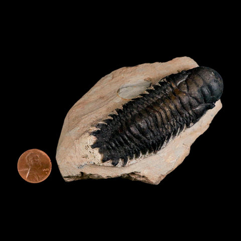 3.1" Crotalocephalus Gibbus Trilobite Fossil Morocco Devonian Age 400 Mil Yrs Old COA - Fossil Age Minerals