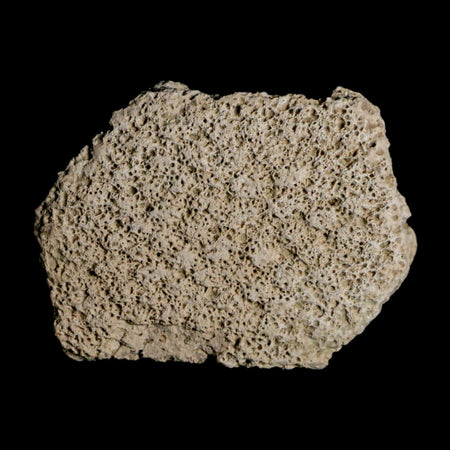 2.5" Glyptodon Fossil Osteoderm Scute Plate Bony Armor Pleistocene Uruguay COA