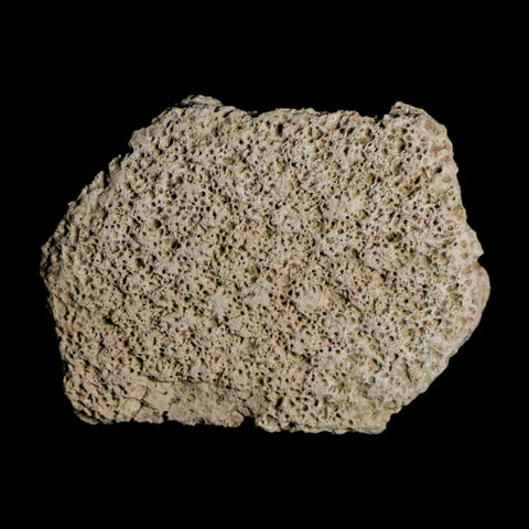 2.5" Glyptodon Fossil Osteoderm Scute Plate Bony Armor Pleistocene Uruguay COA