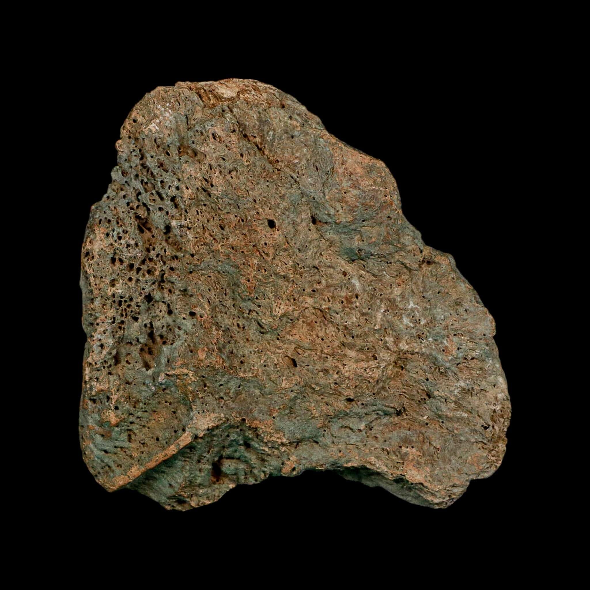 3.7" Columbian Mammoth Mammuthus Columbi Fossil Skull Section Pleistocene Age TX - Fossil Age Minerals