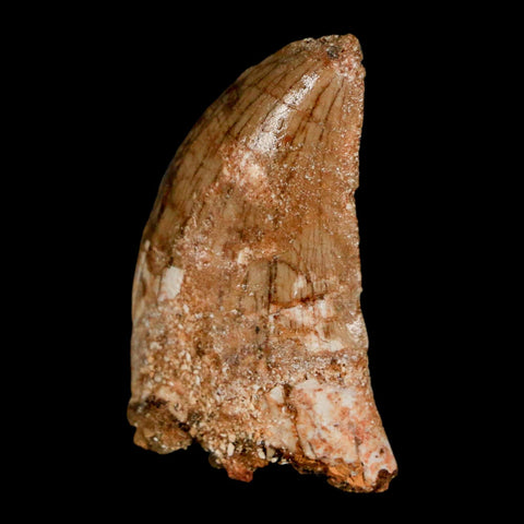 1.4" Carcharodontosaurus Fossil Tooth Cretaceous Dinosaur Morocco COA, Display - Fossil Age Minerals