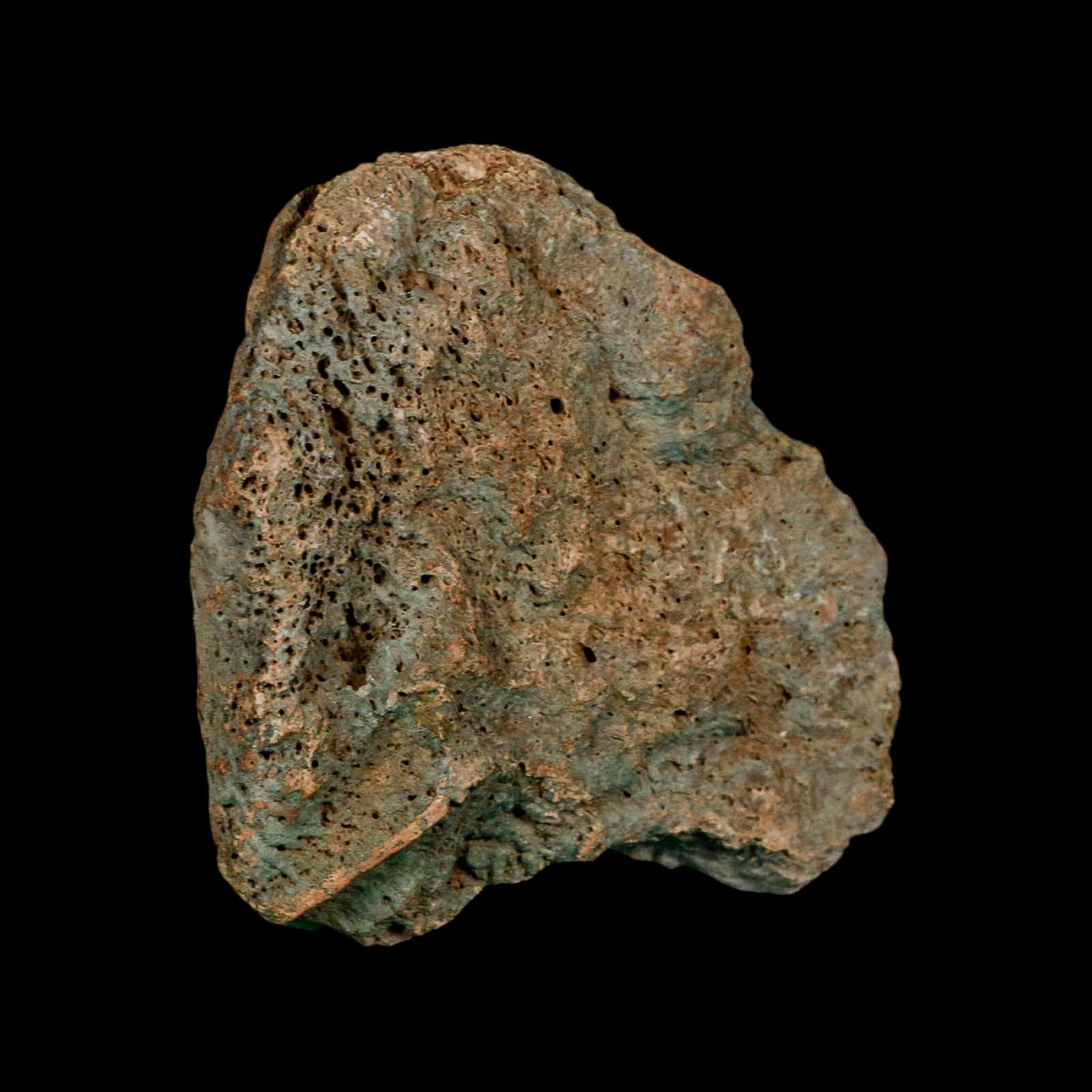 3.7" Columbian Mammoth Mammuthus Columbi Fossil Skull Section Pleistocene Age TX - Fossil Age Minerals
