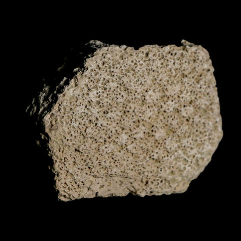 2.5" Glyptodon Fossil Osteoderm Scute Plate Bony Armor Pleistocene Uruguay COA