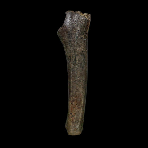 3.5" Hypacrosaurus Dinosaur Fossil Limb Bone Two Medicine FM MT COA Stand