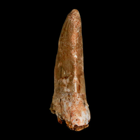 1.4" Carcharodontosaurus Fossil Tooth Cretaceous Dinosaur Morocco COA, Display - Fossil Age Minerals