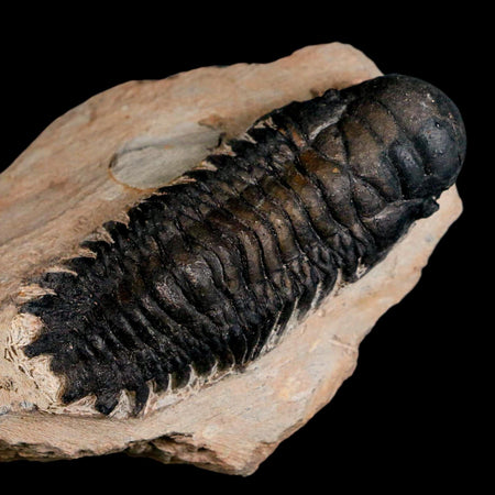 3.1" Crotalocephalus Gibbus Trilobite Fossil Morocco Devonian Age 400 Mil Yrs Old COA