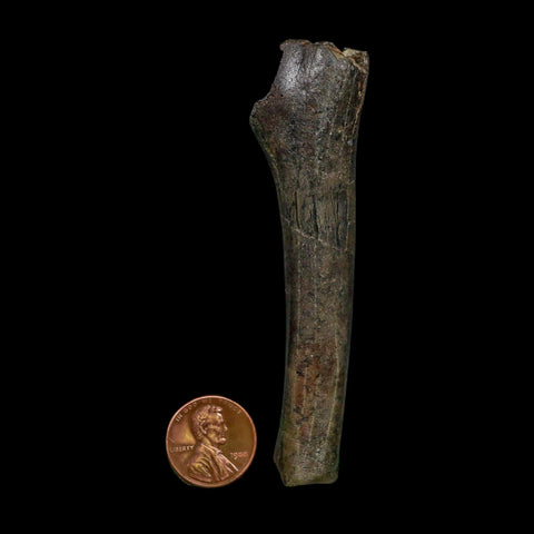 3.5" Hypacrosaurus Dinosaur Fossil Limb Bone Two Medicine FM MT COA Stand