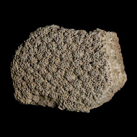 2.5" Glyptodon Fossil Osteoderm Scute Plate Bony Armor Pleistocene Uruguay COA