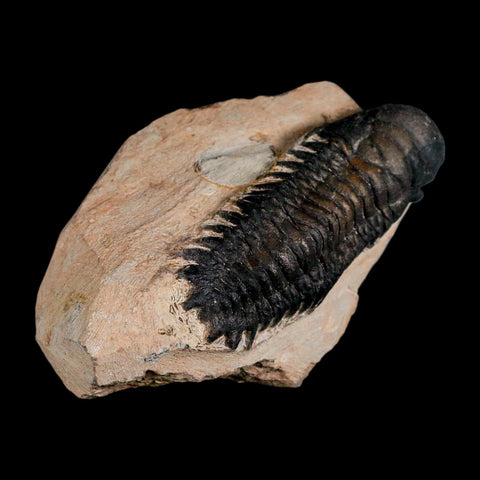3.1" Crotalocephalus Gibbus Trilobite Fossil Morocco Devonian Age 400 Mil Yrs Old COA - Fossil Age Minerals