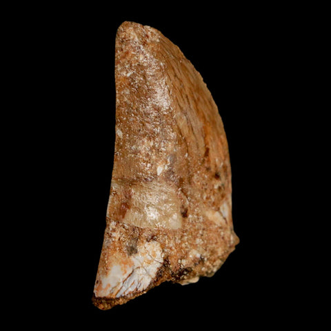 1.4" Carcharodontosaurus Fossil Tooth Cretaceous Dinosaur Morocco COA, Display - Fossil Age Minerals