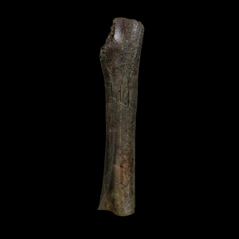 3.5" Hypacrosaurus Dinosaur Fossil Limb Bone Two Medicine FM MT COA Stand