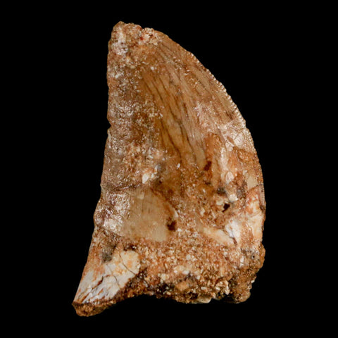 1.4" Carcharodontosaurus Fossil Tooth Cretaceous Dinosaur Morocco COA, Display - Fossil Age Minerals
