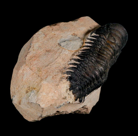 3.1" Crotalocephalus Gibbus Trilobite Fossil Morocco Devonian Age 400 Mil Yrs Old COA - Fossil Age Minerals