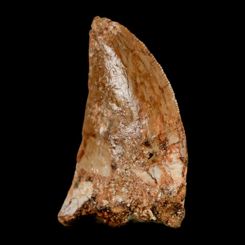 1.4" Carcharodontosaurus Fossil Tooth Cretaceous Dinosaur Morocco COA, Display - Fossil Age Minerals