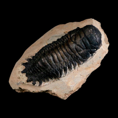 3.1" Crotalocephalus Gibbus Trilobite Fossil Morocco Devonian Age 400 Mil Yrs Old COA - Fossil Age Minerals