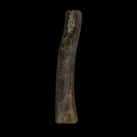 3.5" Hypacrosaurus Dinosaur Fossil Limb Bone Two Medicine FM MT COA Stand