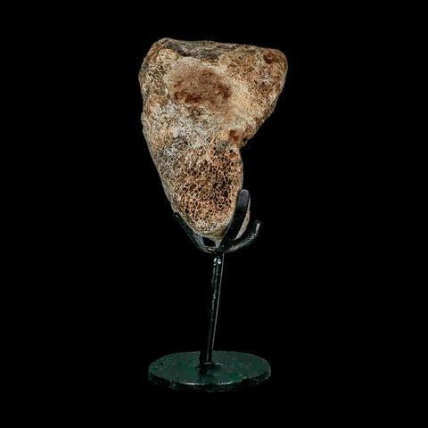 3.4" Columbian Mammoth Mammuthus Columbi Fossil Vertebrae Section Pleistocene Age TX - Fossil Age Minerals