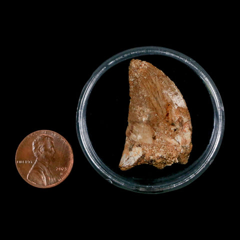 1.4" Carcharodontosaurus Fossil Tooth Cretaceous Dinosaur Morocco COA, Display - Fossil Age Minerals