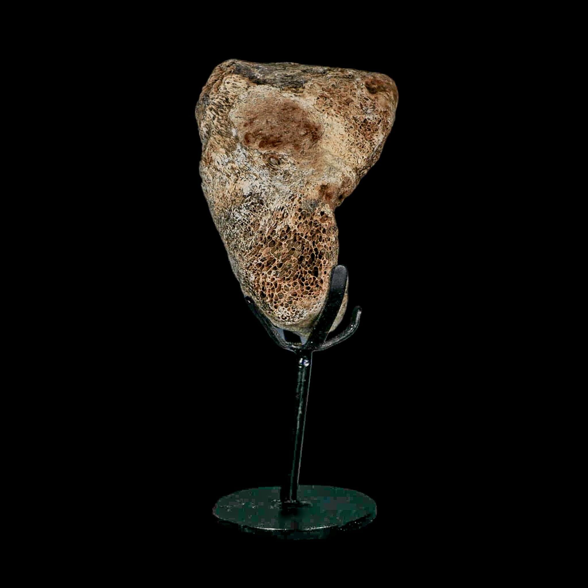 3.4" Columbian Mammoth Mammuthus Columbi Fossil Vertebrae Section Pleistocene Age TX - Fossil Age Minerals