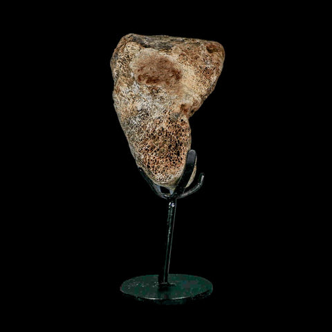 3.4" Columbian Mammoth Mammuthus Columbi Fossil Vertebrae Section Pleistocene Age TX - Fossil Age Minerals