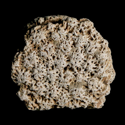 1.8" Glyptodon Fossil Osteoderm Scute Plate Bony Armor Pleistocene Uruguay COA