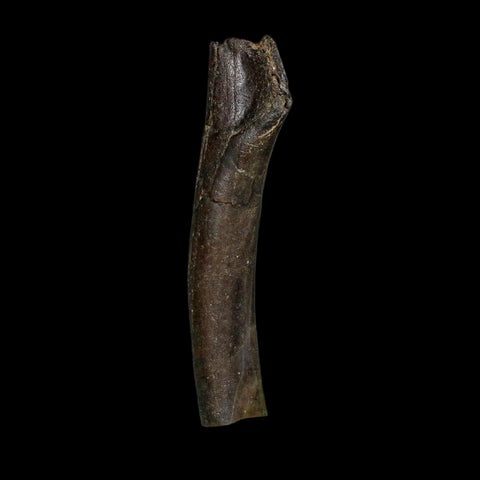 3.5" Hypacrosaurus Dinosaur Fossil Limb Bone Two Medicine FM MT COA Stand