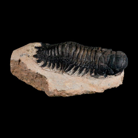 3.1" Crotalocephalus Gibbus Trilobite Fossil Morocco Devonian Age 400 Mil Yrs Old COA - Fossil Age Minerals